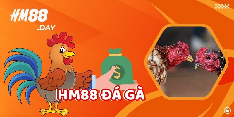HM88 Đá Gà. Thế giới gà chọi trực tuyến.