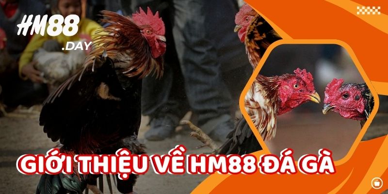 Giới thiệu về HM88 đá gà và sự phát triển.
