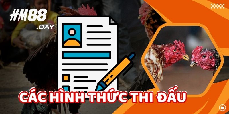 Các hình thức thi đấu HM88 Đá gà.