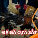 Đá Gà Cựa Sắt. Truyền Thống Đậm Đà Chất Việt.