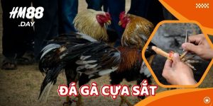 Đá Gà Cựa Sắt. Truyền Thống Đậm Đà Chất Việt.