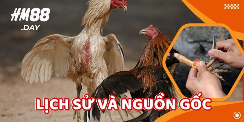 Lịch sử và nguồn gốc của Đá Gà Cựa Sắt.