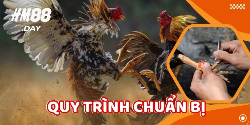 Quy trình chuẩn bị Gà Đá Cựa Sắt.